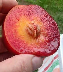 Новинка! Нектарин "Лола" (має високу імунність до шкідників)