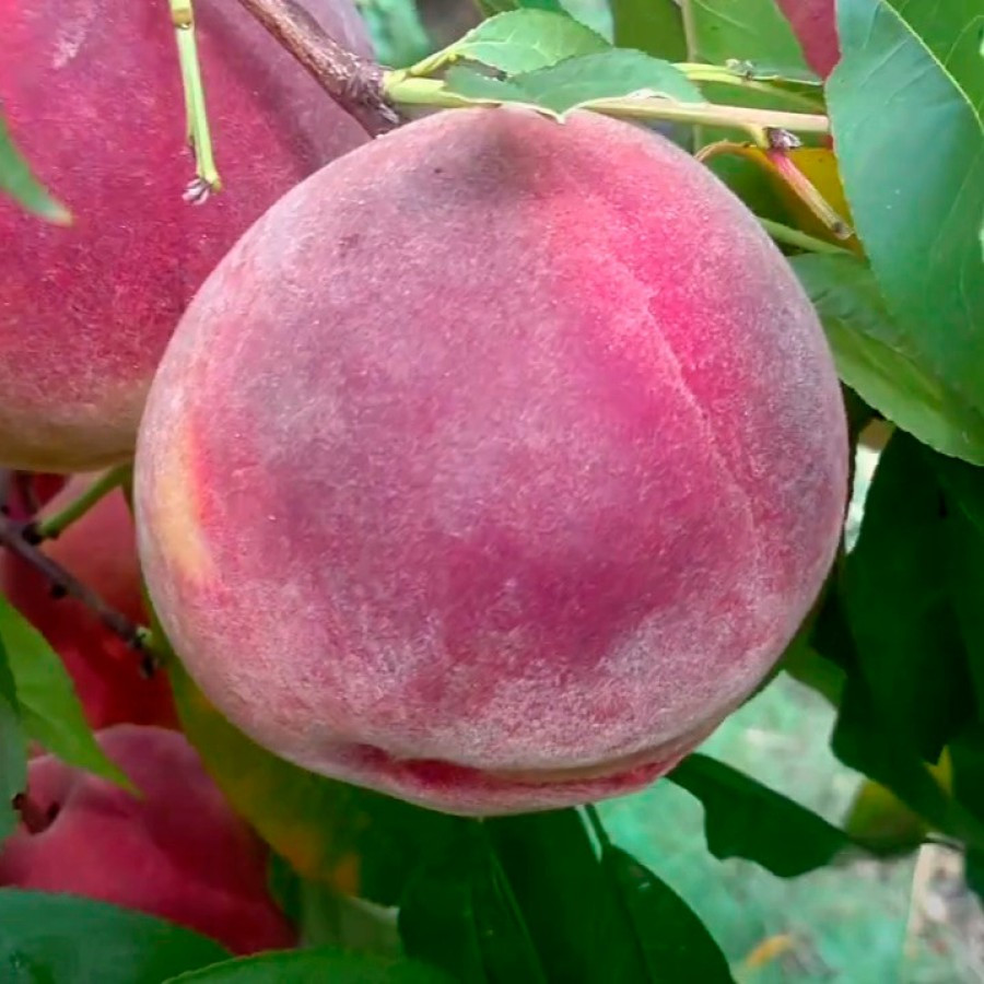 Новинка! Персик "PF-24-007" (американський сорт що має плоди до 500г), фото 1