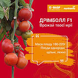 Дрімболл F1 (500 нас.) насіння томату Nunhems, фото 3