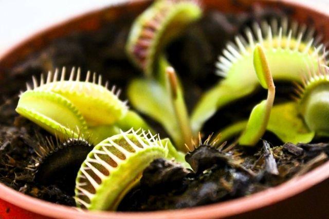 Хижі рослини венерину мухоловку, Діонея Dionaea muscipula розмір L