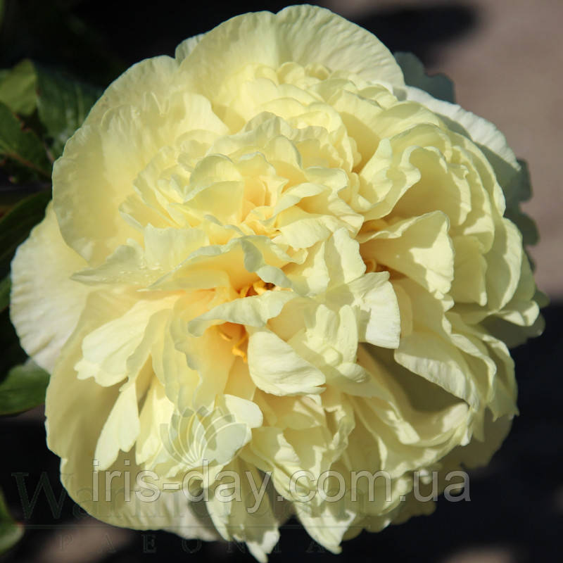 Пион Richard Greenham (Fawkner 2001)
(Саженці), фото 1