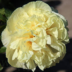 Пион Richard Greenham (Fawkner 2001)
(Саженці)