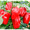 Перець Агроном 30 шт Агроном, фото 2