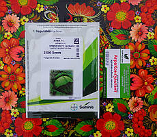 Насіння капусти Атрія F1 (Seminis), 2 500 насінин — середньопізня (115-120 днів), білокачанна, стійка