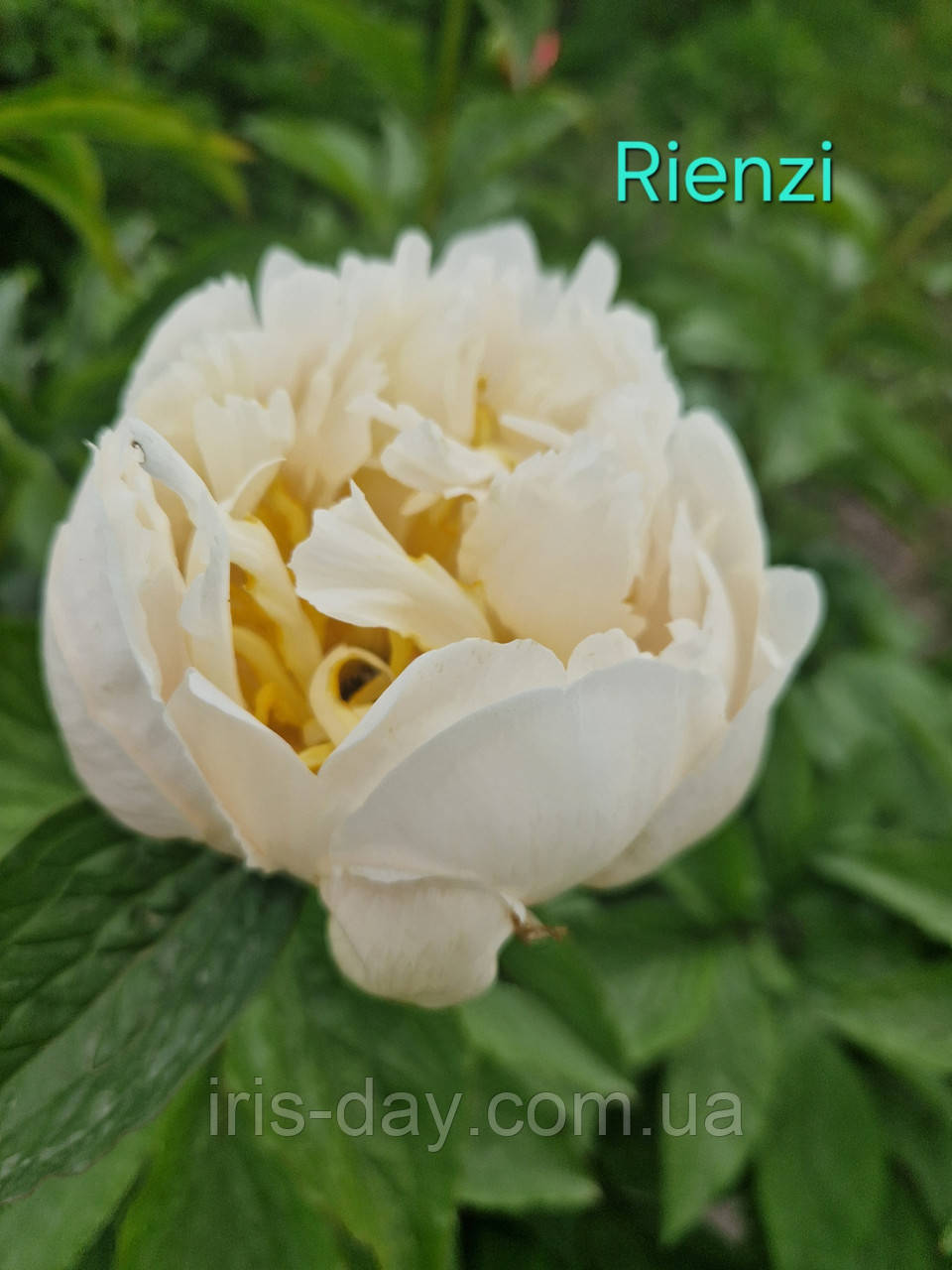 Пиое Rienzi (Miely, 2016)
(Саженці), фото 1