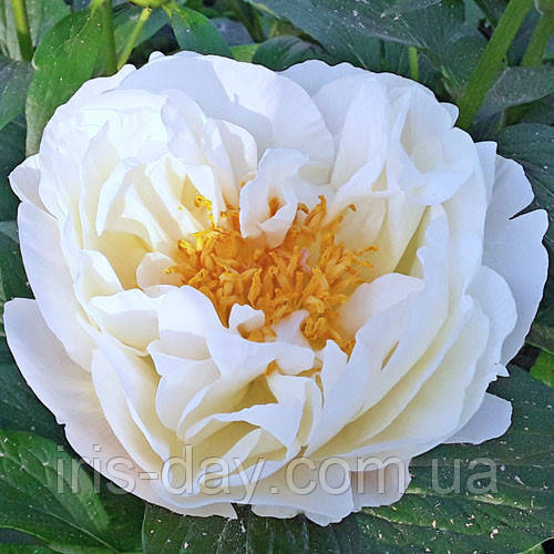 Пион Lohengrin (Miely 2009), фото 1