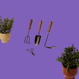 Дача, сад і город