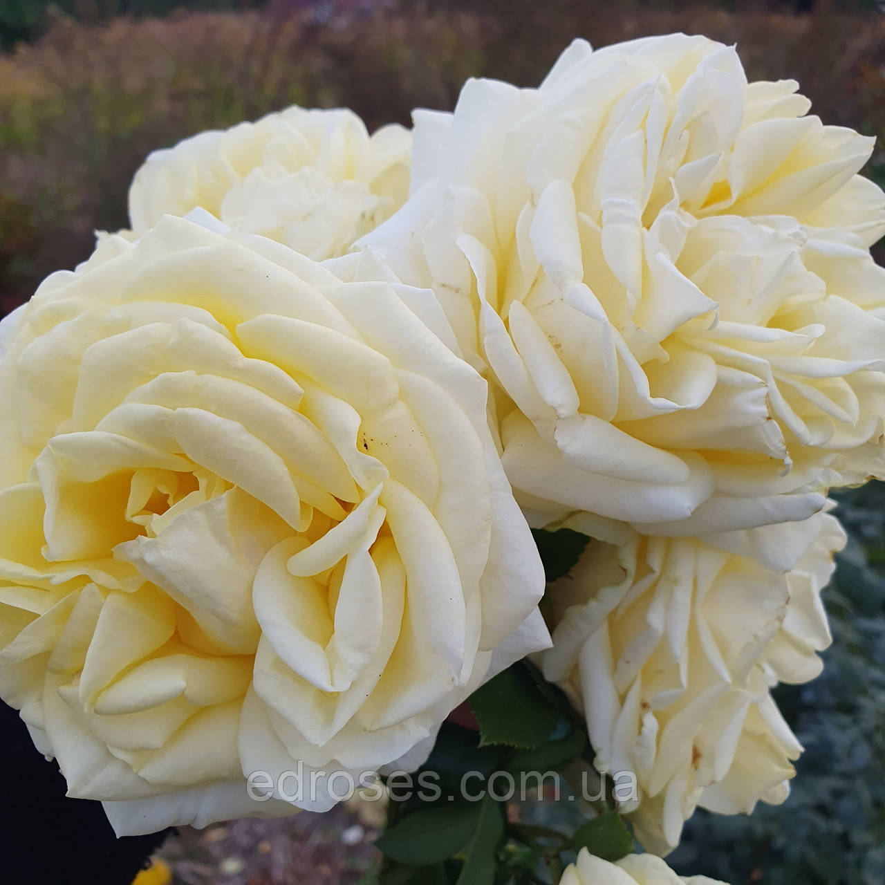 Лімона ( Limona), фото 1