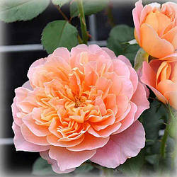 Троянда плетиста Зе Імпресіонист (The Impressionist)