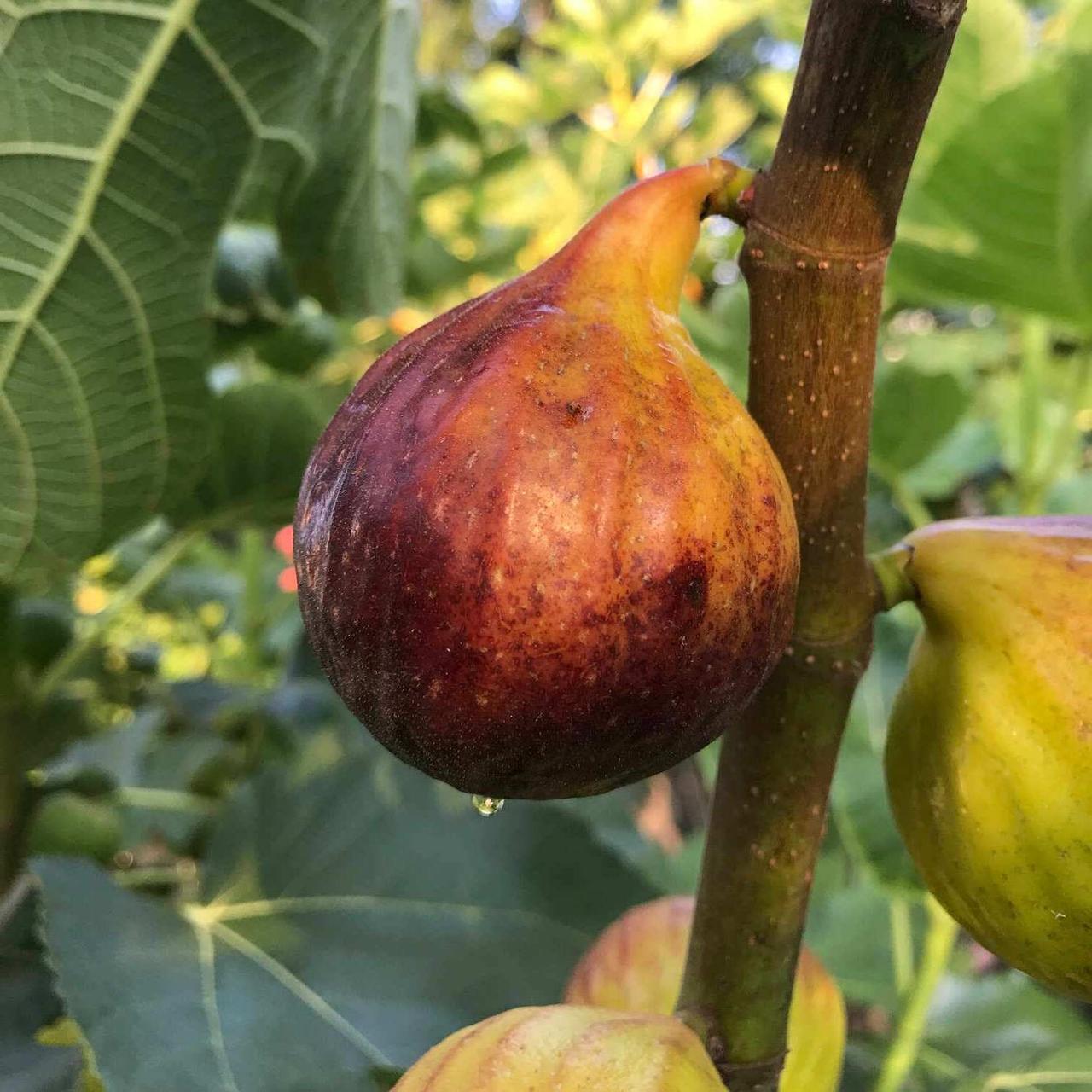 Саджанець інжиру Дофін/ Dauphine fig, однорічний, в 2л. контейнері