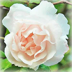 Троянда плетиста Мадам Альфред Кар'є (Mdme Alfred Carriere)