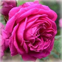 Троянда плетиста Мадам Ісаак Перейро (Madame Isaac Pereire)