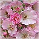Троянда плетиста Еппл Блоссом (Apple Blossom), фото 4