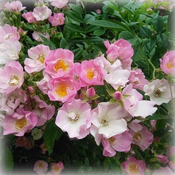 Троянда плетиста Еппл Блоссом (Apple Blossom)