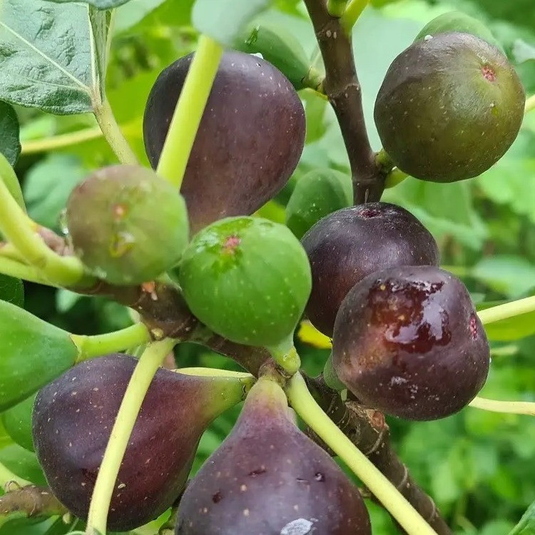 Саджанець інжиру Мічурінська - 10/ Michurinska - 10 fig, однорічний, в 2л. контейнері