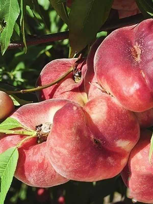 Інжирний персик "Нікітський" (Український, середньорослий сорт), фото 1