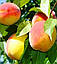 Персик "Чарівник" (раннього терміну дозрівання, вітчизняна селекція), фото 2