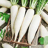 Редька дайкон, 3 г, СЦ, фото 2
