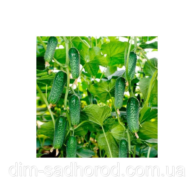 Огірок АРКТИКА F1 10 ШТ фасовка в ZIP, фото 1