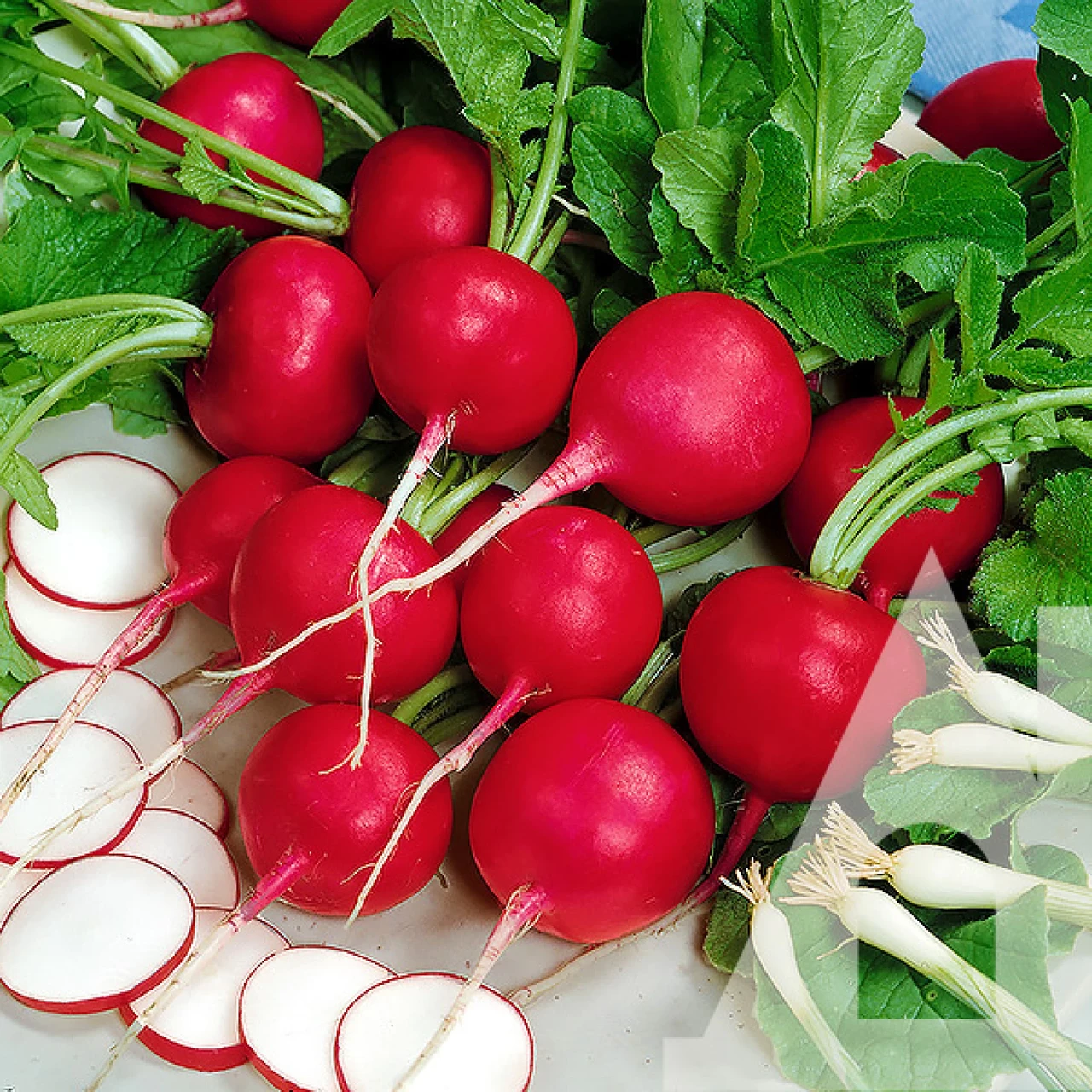 Редиска Чемпіон, 500 г, GSN Semences, фото 1