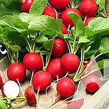 Редиска Рудольф, 3 г, Садиба, фото 2