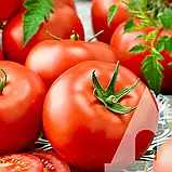 Томат Загадка, 5 г, Садиба, фото 3