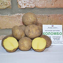 Насіннєва картопля Коломбо, 2 репродукція, фото 5