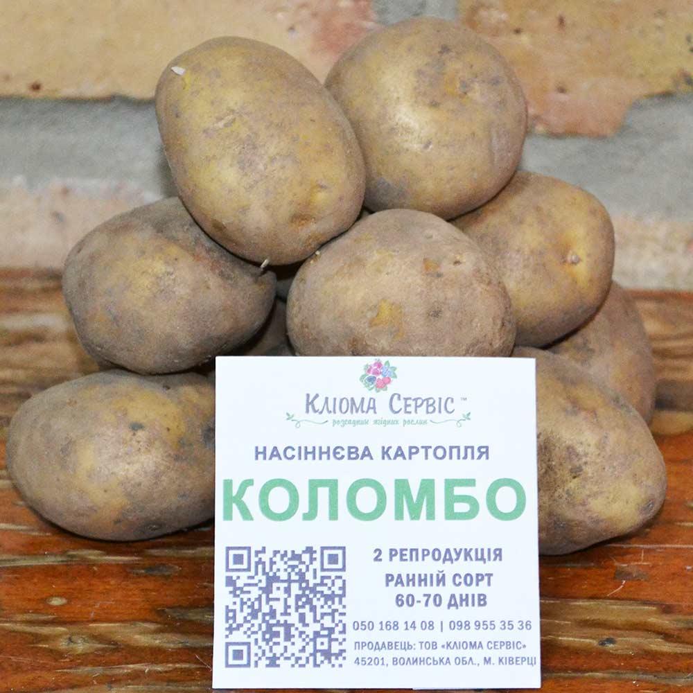 Насіннєва картопля Коломбо, 2 репродукція