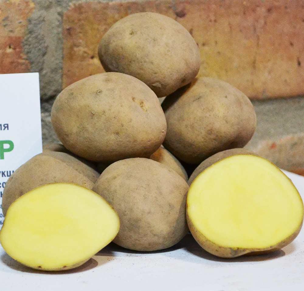 Насіннєва картопля Твістер, 60-70 днів 2 репродукція