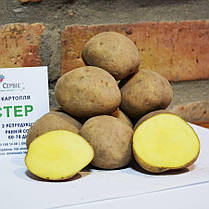 Насіннєва картопля Твістер, 60-70 днів 2 репродукція, фото 4