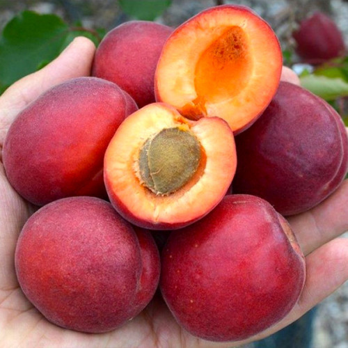 Абрикос "Леді Кот" (популярний сорт французької селекції), фото 1