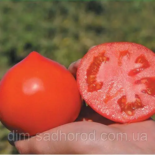 Томат Каста F1, 100 шт, фото 1