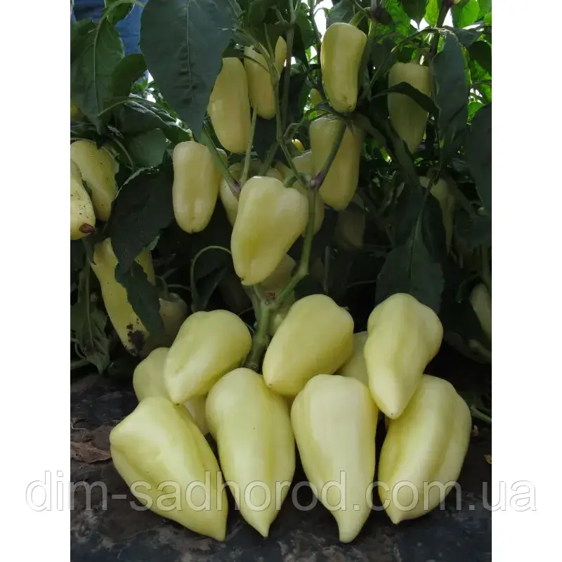 Насіння Перець "Хаскі F1" 8 шт, фото 1