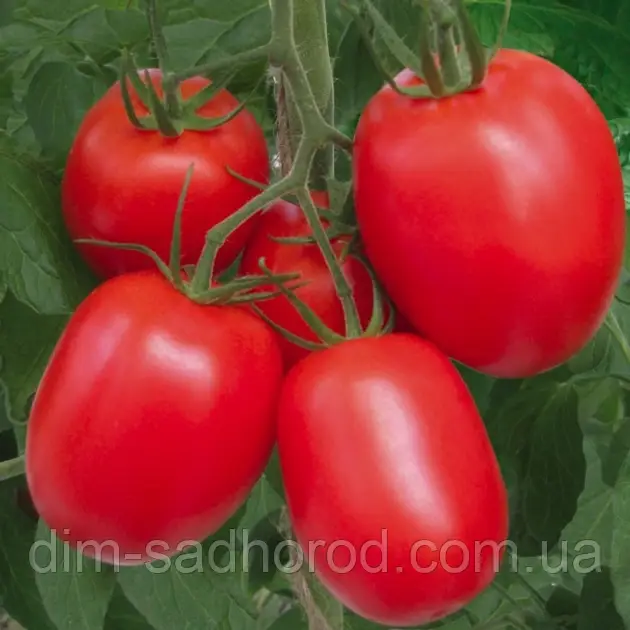 Насіння Томат Ріо Гранде, фото 1