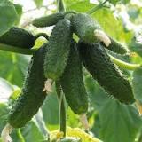 ОГІРОК МАДРІЛЕН F1, 10 НАС  фасовка в зип, фото 1