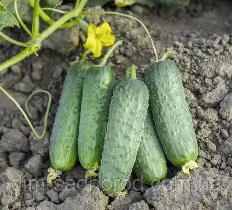 Пролікс Ф 1 10 шт Фасовка в Zip, фото 1