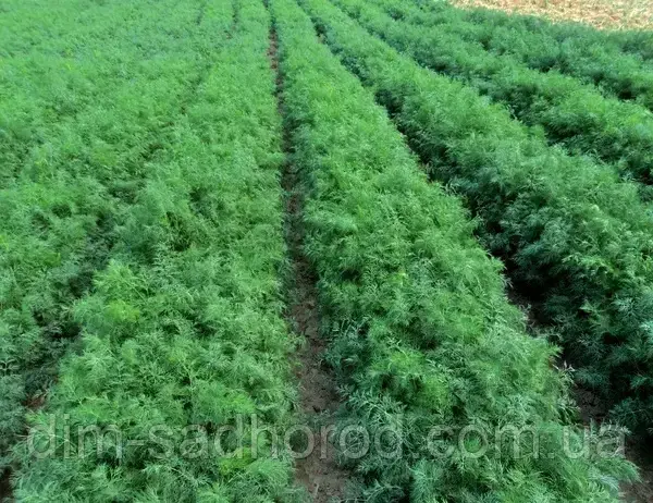 Алігатор Кріп  100 г, фото 1