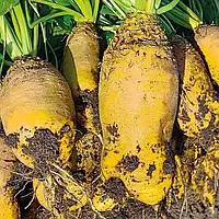 Буряк корм. Урсус Полі на вагу 100 г