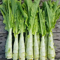 Насіння Seedera Салат Спаржевий 1 г