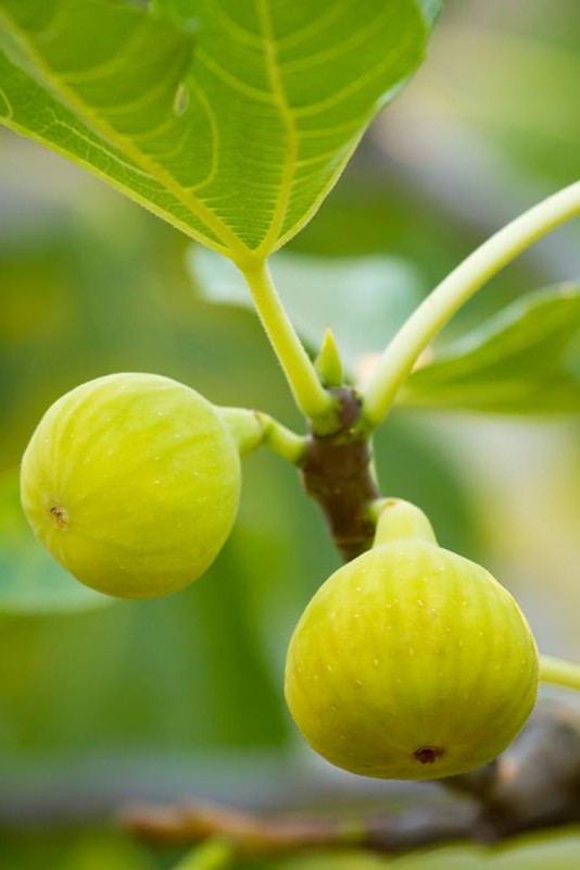 Саджанець інжиру Король Пустелі (Дезерт Кінг)/ Desert King fig, однорічний, в 2л. контейнері