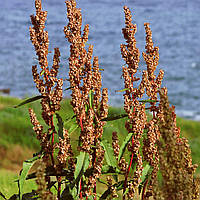 Суданка Білявка на вагу, Агролінія