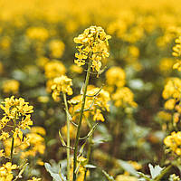 Насіння гірчиці білої на вагу, Агролінія