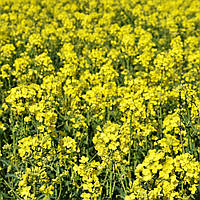Насіння гірчиці жовтої на вагу, Агролінія