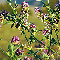 Насіння Люцерни намагніченої на вагу, Агролінія