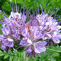 Насіння Фацелії на вагу, Агролінія