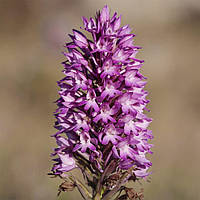 Насіння сидерату Еспарцет на вагу, Агролінія