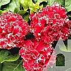 Петунія Валентин F1 махрова GL Seeds 5 шт, фото 3