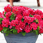 Петунія Валентин F1 махрова GL Seeds 5 шт, фото 2