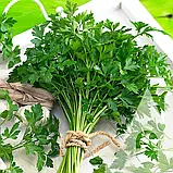 Петрушка листова Коммон, 2 г, Садиба, фото 2