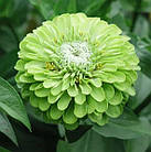 Цинія (майори) Лайм Квін 0,5 г, фото 5